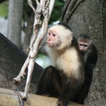 Monkeys, Photo: Keith Lovett
