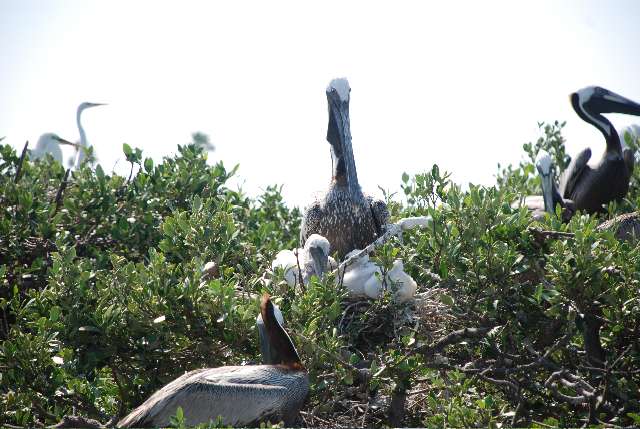 Mama Pelican with Babies on Rookery in New Smyrna, Photo by Lois Spatz.