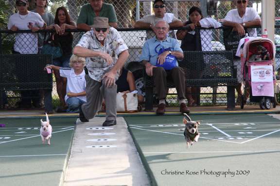 The Ever-Popular Chihuahua Race at SalsaFest, Photo by Christine Rose.