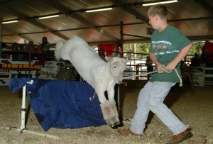 Lamb Jumping Contest