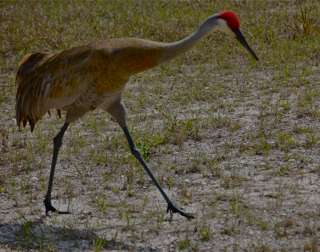 Sandhill Crane at the entrance of the Village of Royal Palm Beach. Photo by Patricia Boxold.