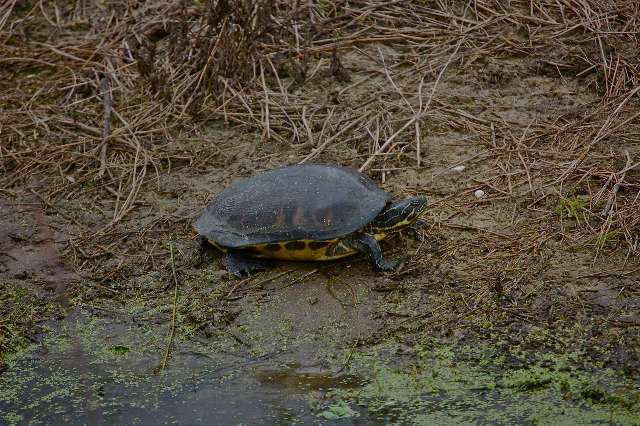 Turtle at Peaceful Waters Earth Day celebration. Photo: Patty Boxold.