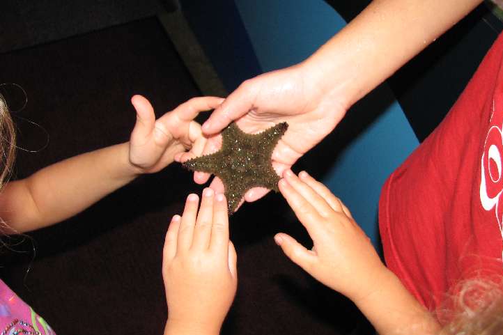 Touching a starfish, one of many hands-on experiences at the South Florida Museum of Science