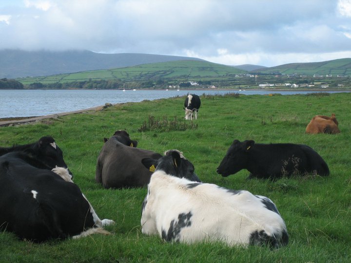 The Dingle Penninsula - green green grass - perfect for the cows!
