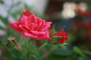 Spring Rose by Allison Parssi