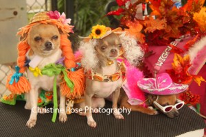 1.	Two Chihuahuas at SalsaFest at Greenacres Park. Photo by Christine Rose.