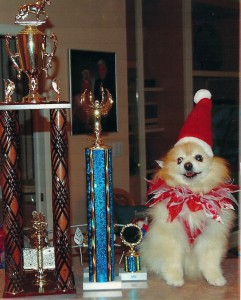 5.	Lovey, Wellington’s famous Pomeranian, bringing a little holiday cheer.