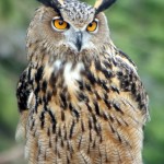 eurasian-eagle-owl-palm-beach-zoo-keith-lovett