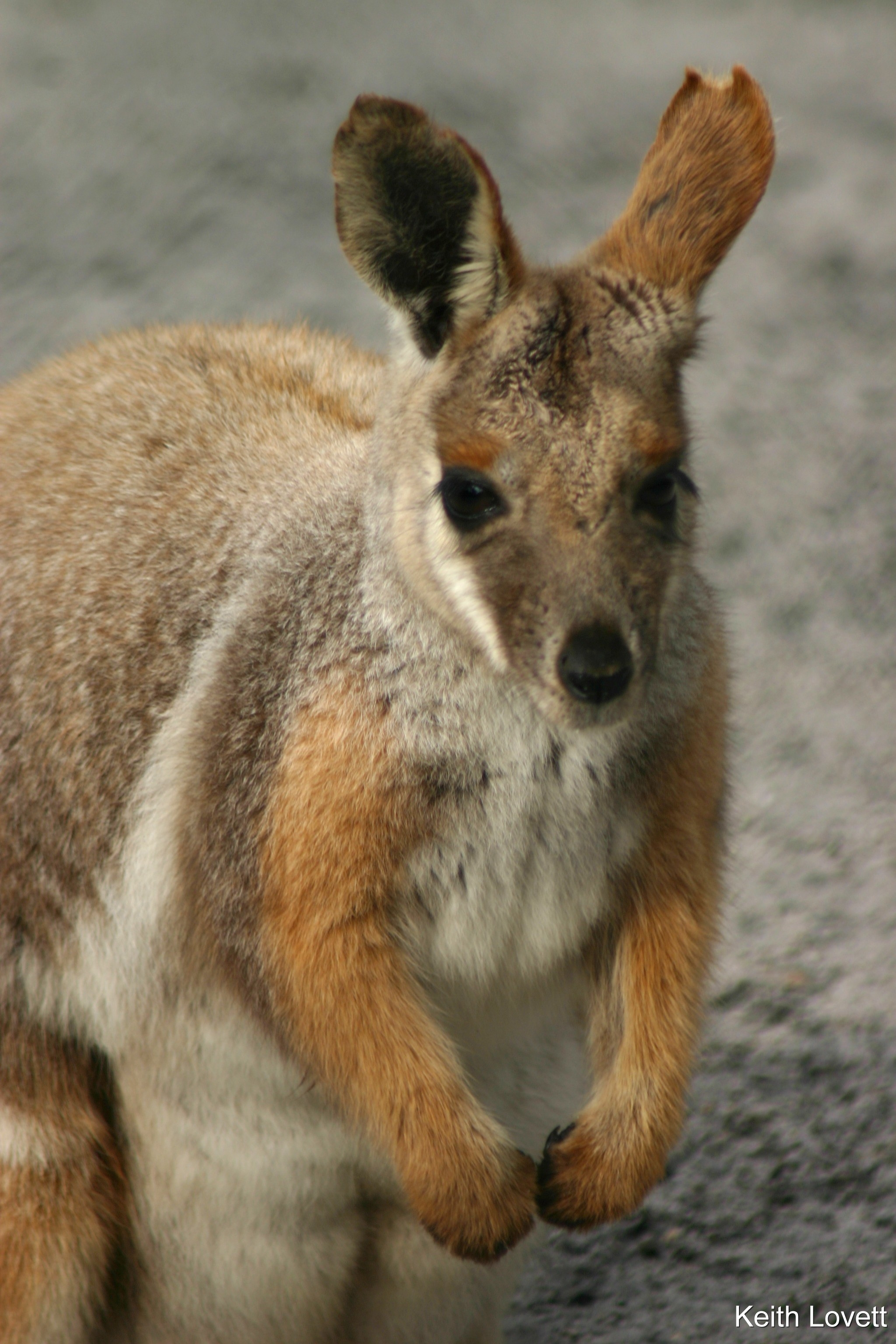yellow-footed-rock-wallaby-keith-lovett