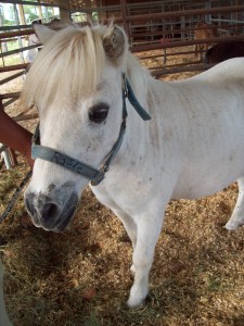 A magical pony at the Good Earth Farm