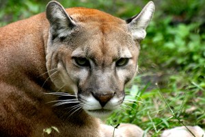 colin-patrick-the-florida-panther-at-the-palm-beach-zoo-photo-by-keith-lovett
