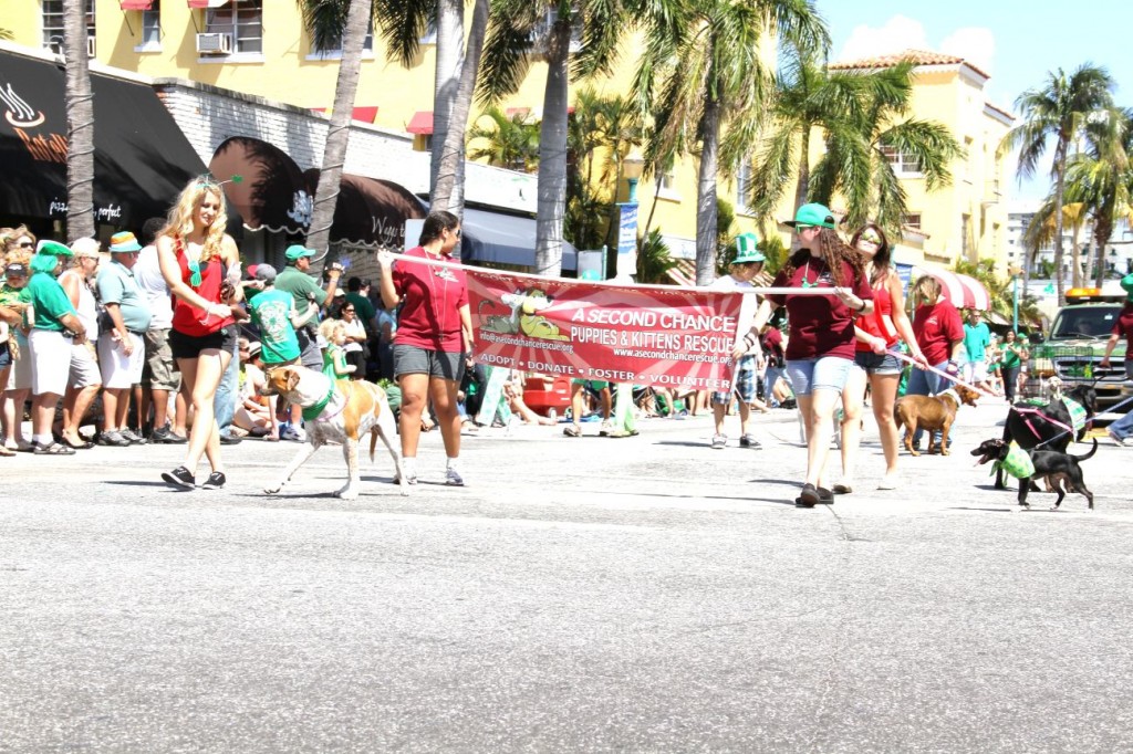 A Second Chance Kitties & Puppies Rescue team walks in the St. Patty’s Parade in Delray Beach . Photo by Carol Porter.