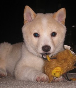 shibainupuppy3