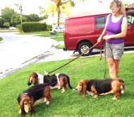 bassets_leashes