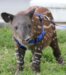 Baby tapir. Photo by Keith Lovett.