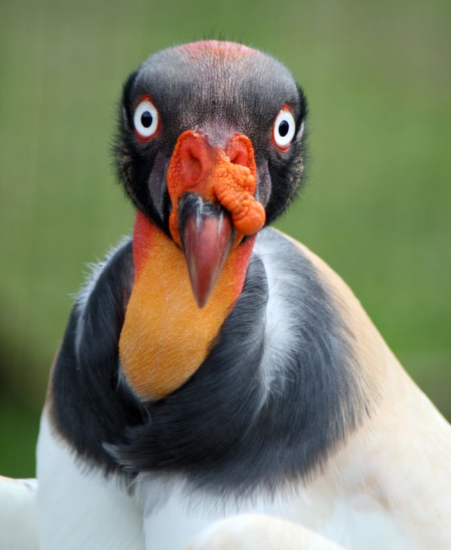King Vulture at the Palm Beach Zoo – Photo by Keith Lovett