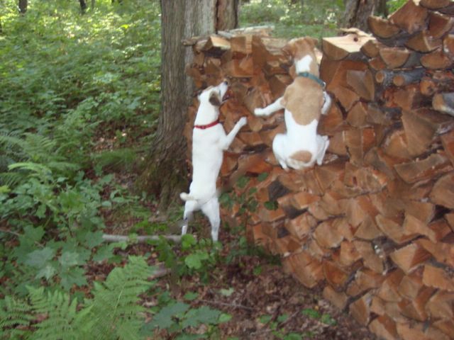 Two of my dogs, Frasier and Gracie (air born,)  hunting the woodpile.