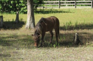 A horse, living the good life at The Good Earth Farm