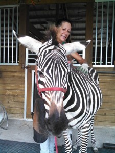 Massage therapist Candy Giordano gives Ozzy the Zebra a massage