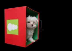 dog_box