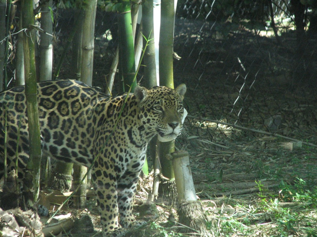 Maya the Jaguar at the Palm Beach Zoo on her 4th birthday.
