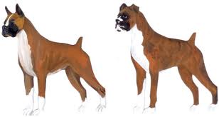 two_boxers_2_ears