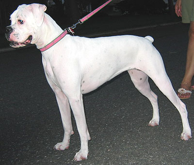 white_boxer_dog