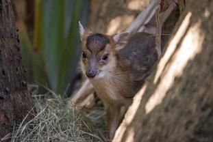 Baby Muntjac. Courtesy of the Palm Beach Zoo.