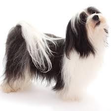 havanese