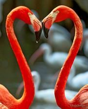 Flamingos find love at the Palm Beach Zoo. Photo: Palm Beach Zoo.