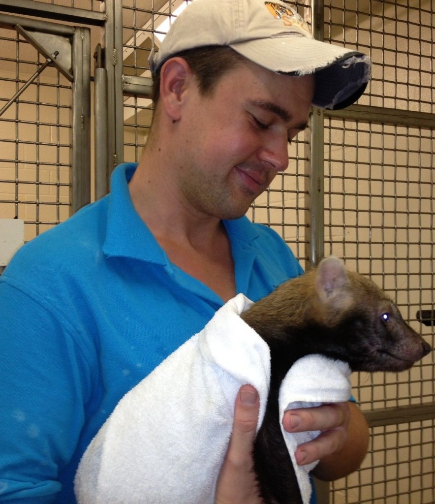 Palm Beach Zoo Keeper Curtis Phillabaum with one of two bush dog whelps during latest round of vaccinations. Courtesy Claudia Harden, Palm Beach Zoo 