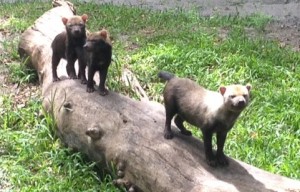 Single-parent dad, Oscito, the bush dog with his six-month old sons. Photo courtesy: Ashley Yates, Palm Beach Zoo Keeper III
