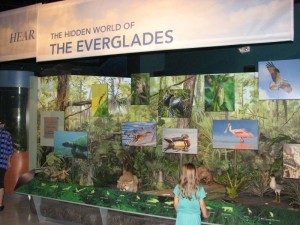 One of the new exhibits - "The Hidden World of the Everglades"