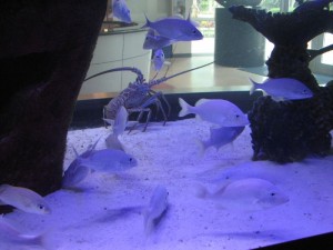 Part of the new aquarium at the South Florida Science Center, recently featured on the show "Fish Tank Kings"