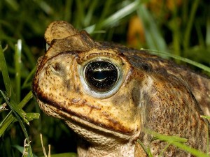 Cane toad