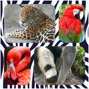 National Wildlife Day at Palm Beach Zoo