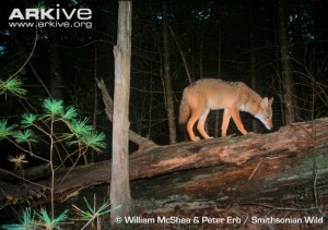 Coyote-walking-along-a-fallen-tree-camera-trap-image