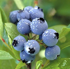 blueberries20in20dew_4