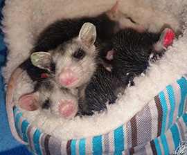 July, 2015 – Helping the Baby Opossums