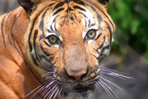 July, 2015 – Palm Beach Zoo announces new tiger Hati