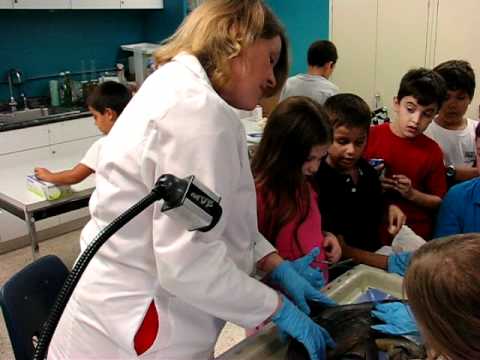 August, 2010 – Dissecting a Shark, A Few Brave Kids