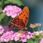 June, 2013 – Butterfly Gardening Workshop at Butterfly World