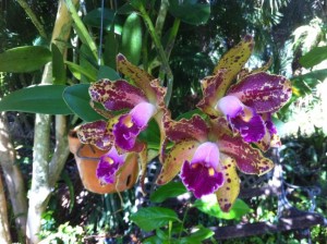 November, 2013 – Orchids 101