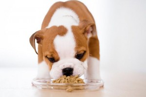 May/June, 2014 – Beware of Certain Pet Foods