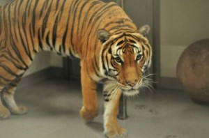 December, 2014 – Palm Beach Zoo Receives New Tiger