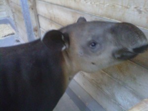 August, 2013 – Palm Beach Zoo Sends Tapir to La