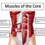 core muscles