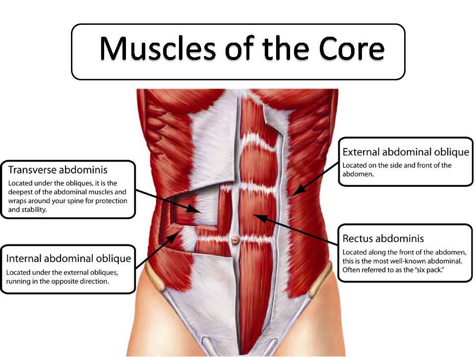 Core Muscles AroundWellington Online Publication For Wellington 
