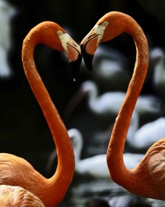 January, 2012 – VALENTINE’S DAY BREAKFAST AT THE PALM BEACH ZOO