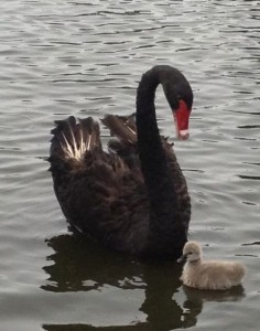 September, 2012 – One Baby Swan in Wellington